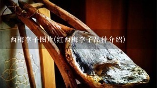 西梅李子图片(红西梅李子品种介绍)