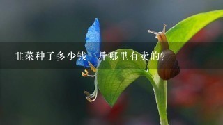 韭菜种子多少钱1斤哪里有卖的？