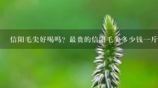 信阳毛尖好喝吗？最贵的信阳毛尖多少钱1斤？