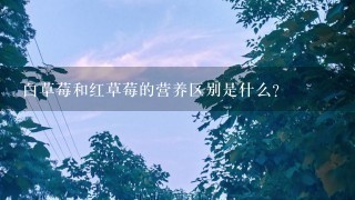 白草莓和红草莓的营养区别是什么？