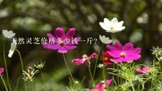 天然灵芝价格多少钱1斤？