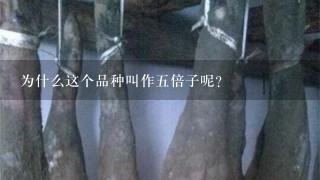 为什么这个品种叫作五倍子呢？